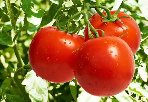 西红柿真的有这么厉害吗？食品检测公司为您讲述